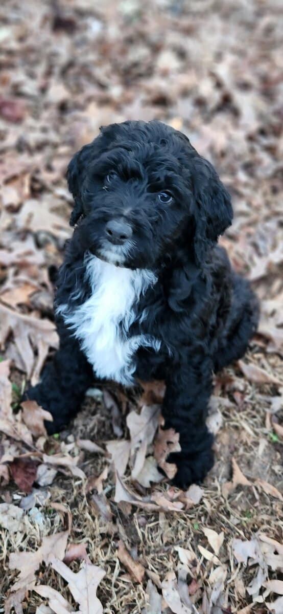 Bernedoodle F1 Puppies image 4