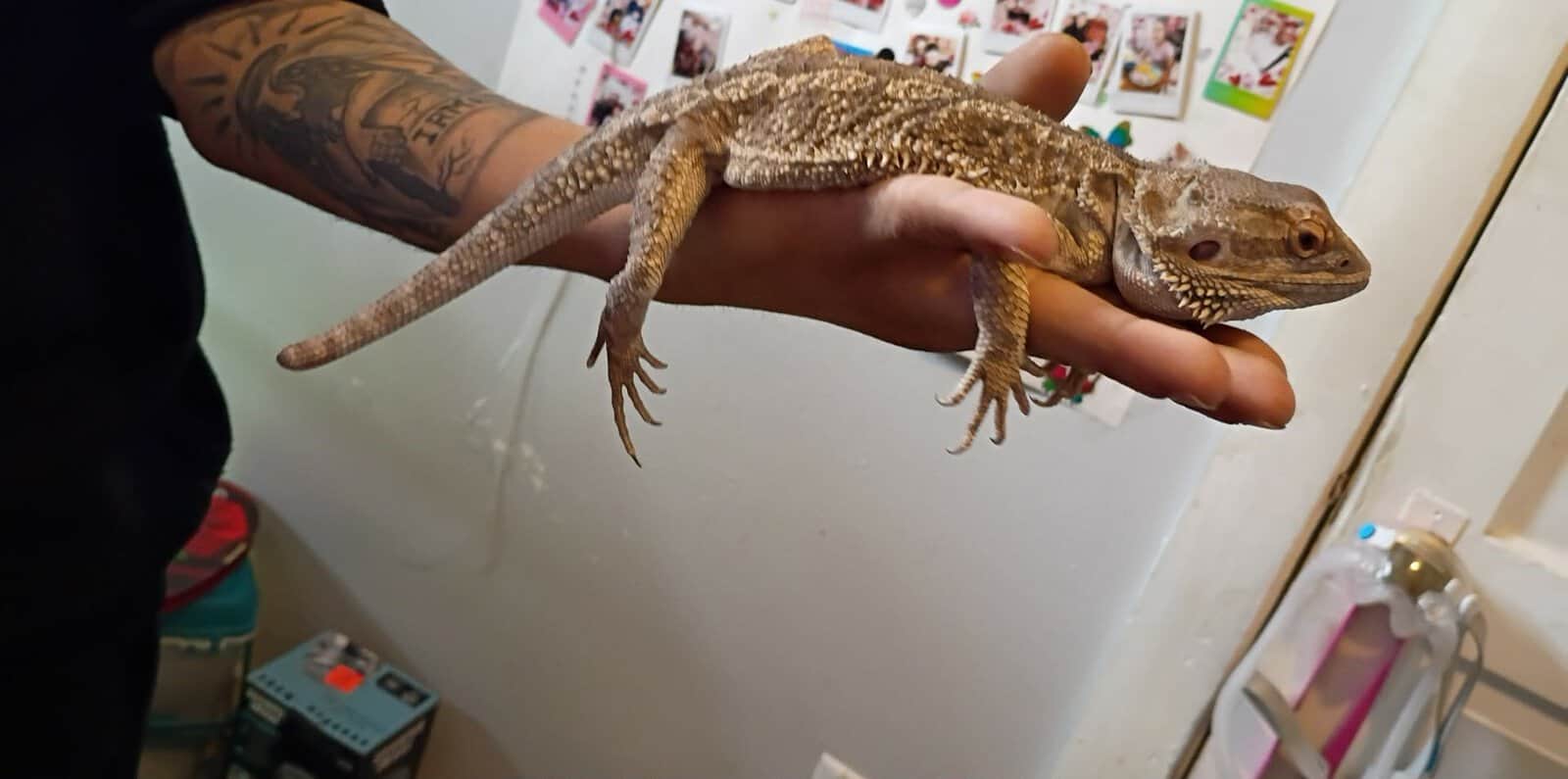 Rehoming Bearded dragon image 1