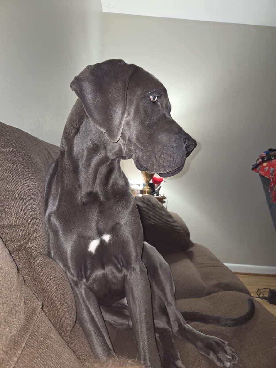 Blue Great Dane for sale image 1