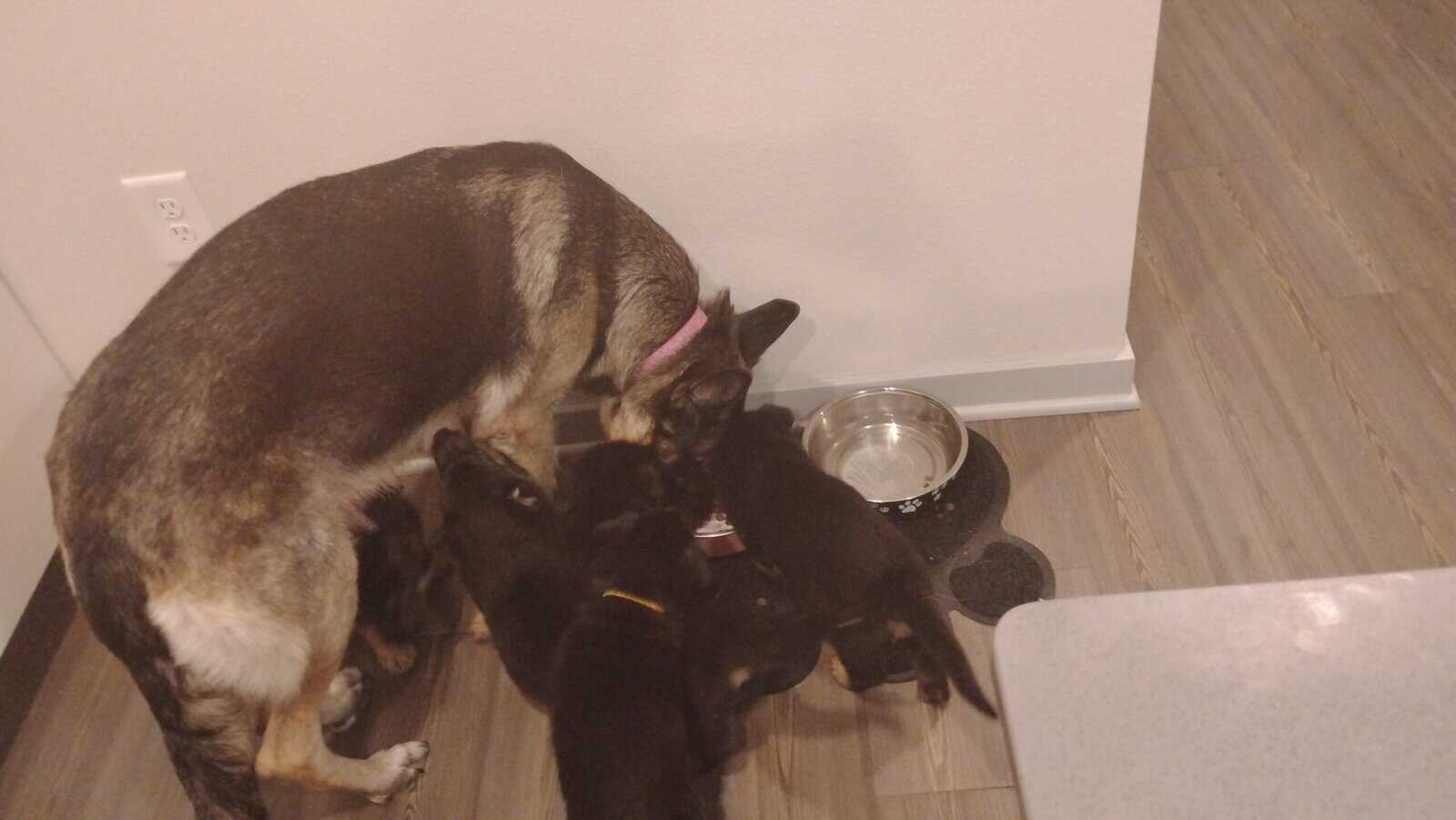 German shepherd puppies . Almost ready. 700. image 6