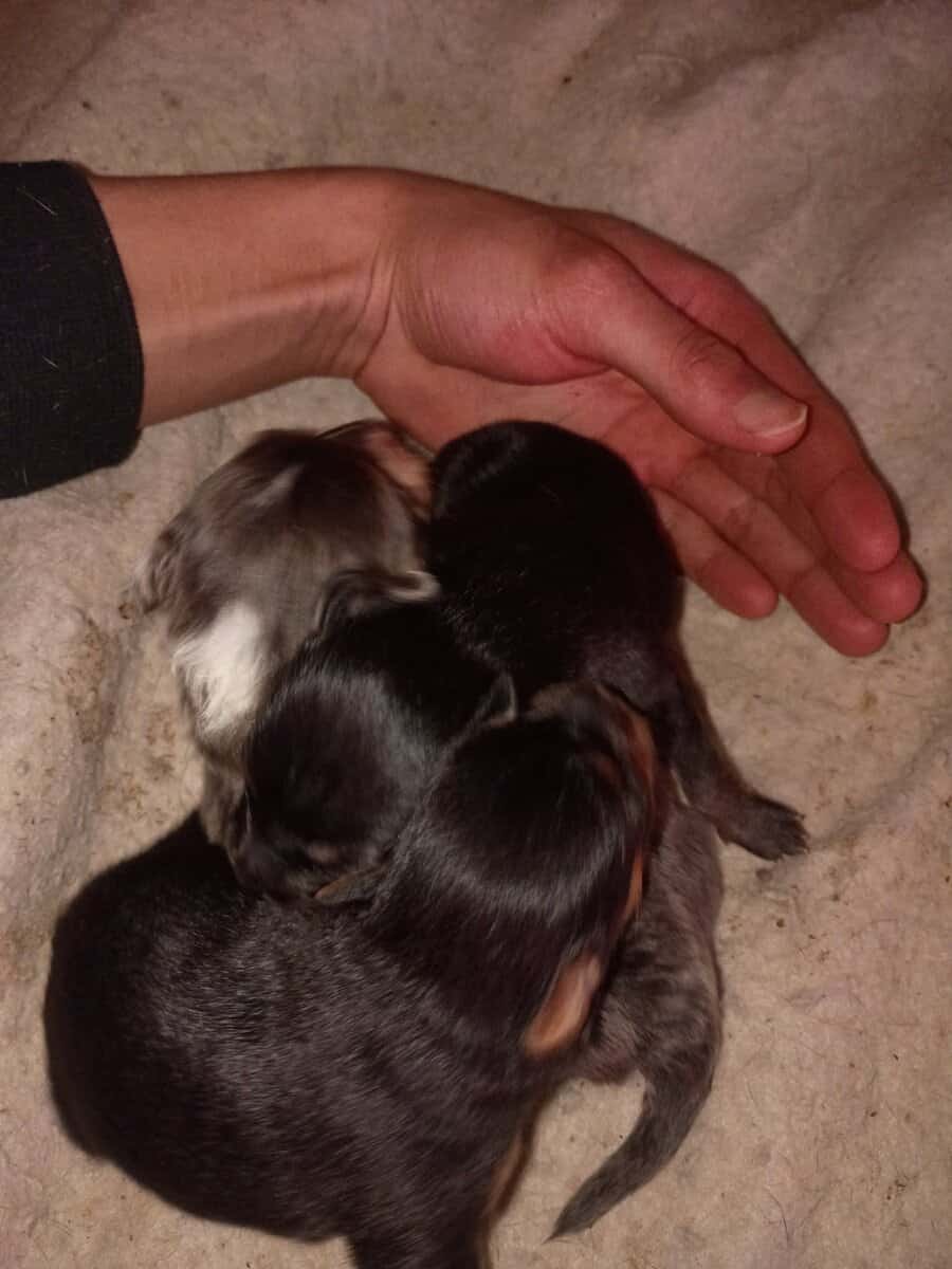 Blue and white full blooded female two twin pomchi image 1