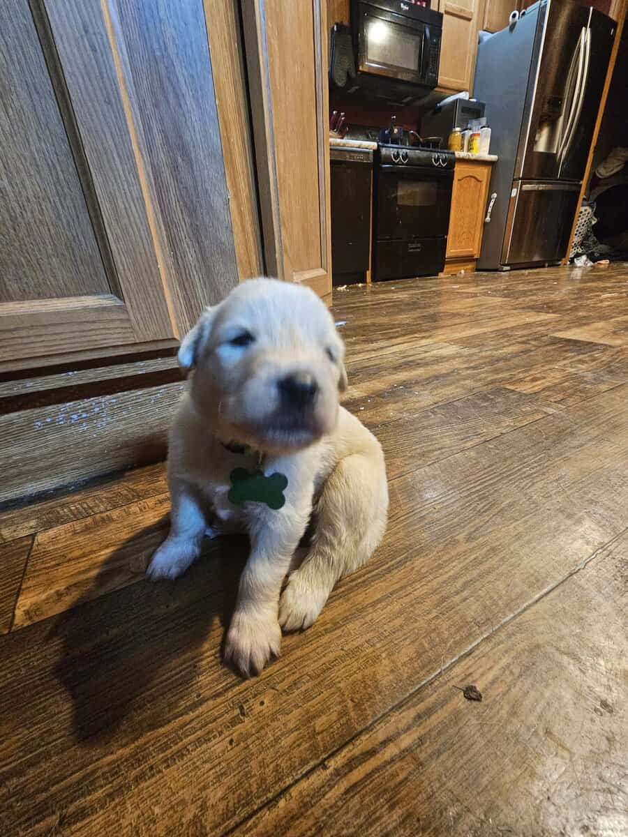 11 malamute mix puppies image 6