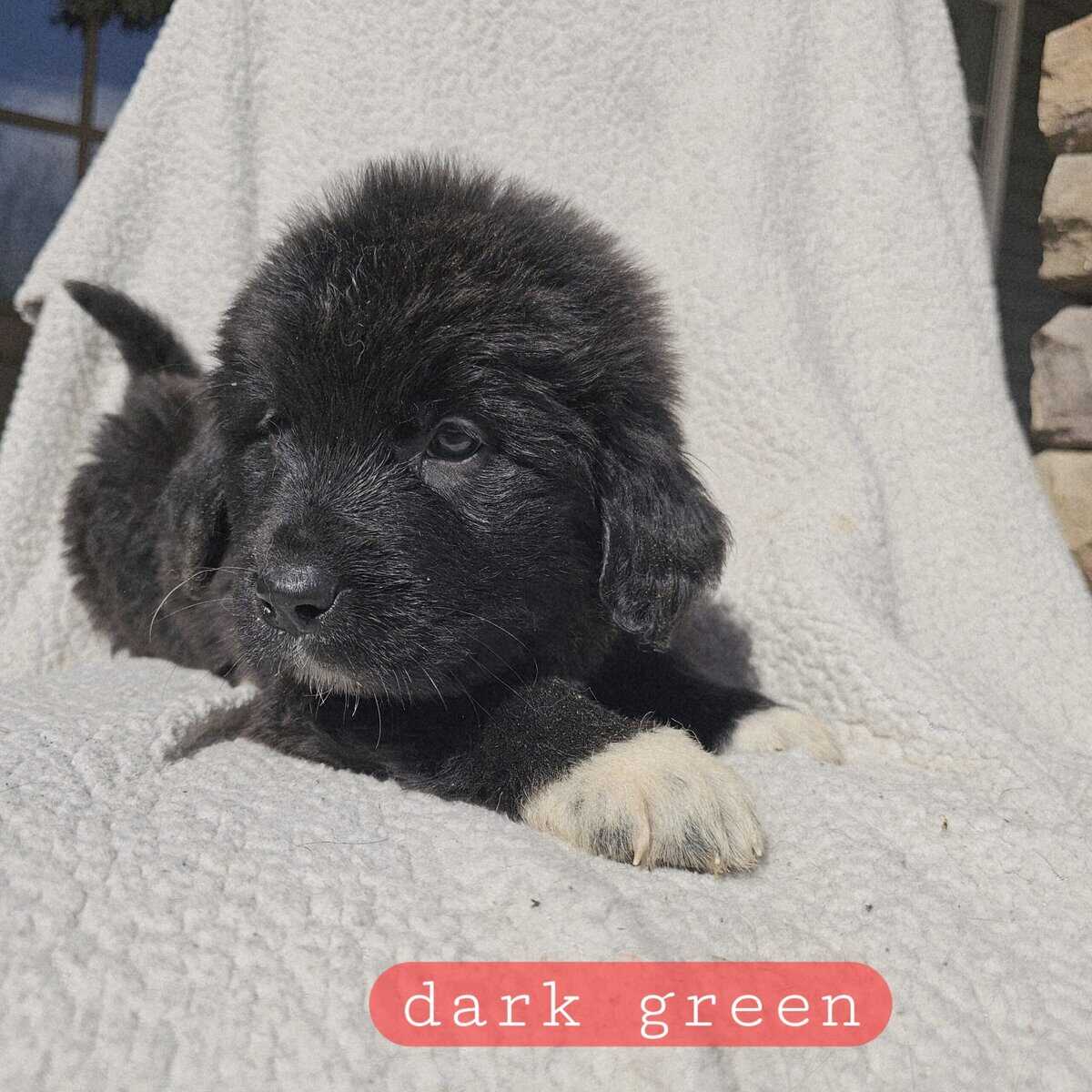 Great Pyrenees/Newfoundland image 2
