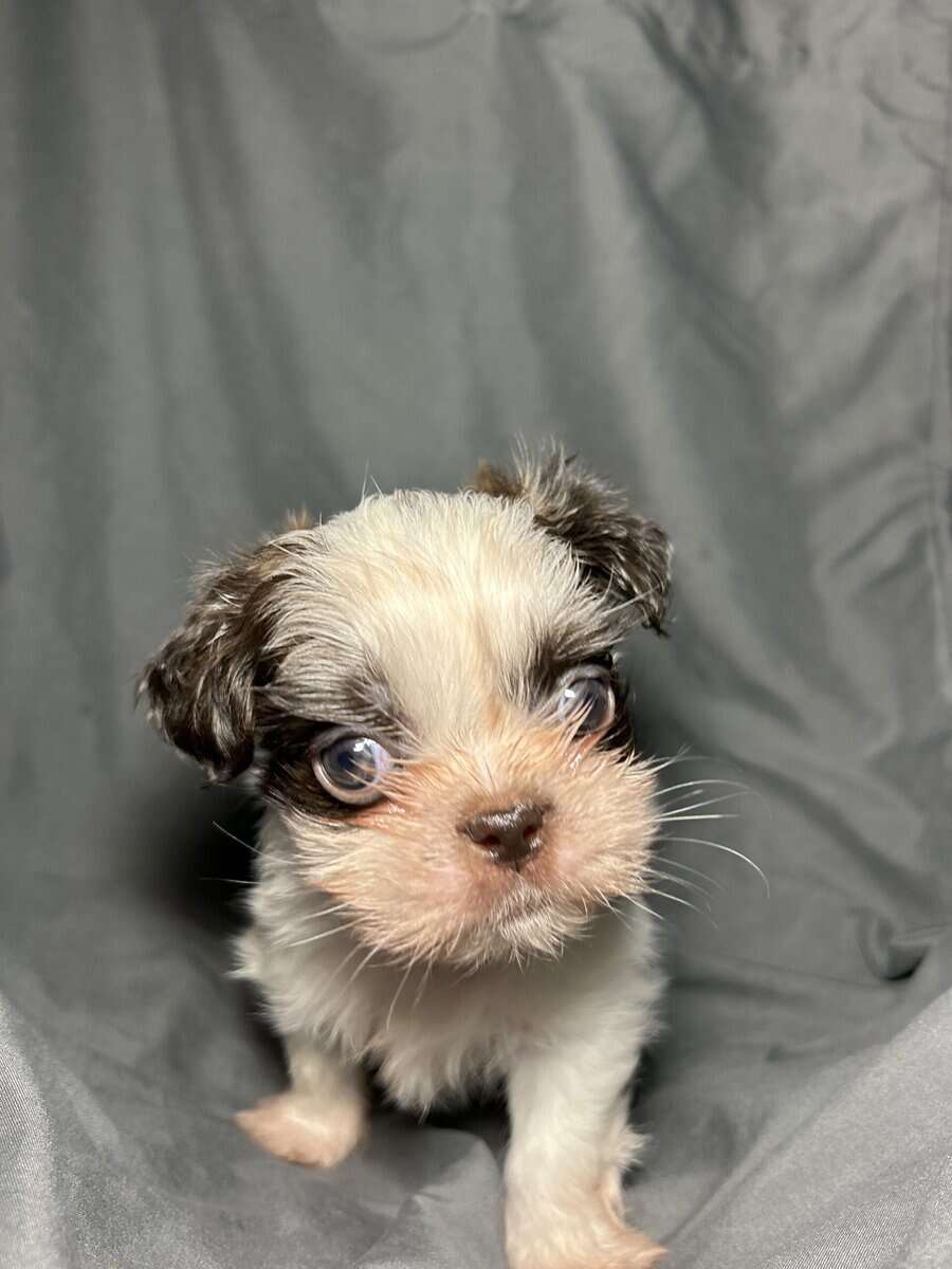 Mochi image 2