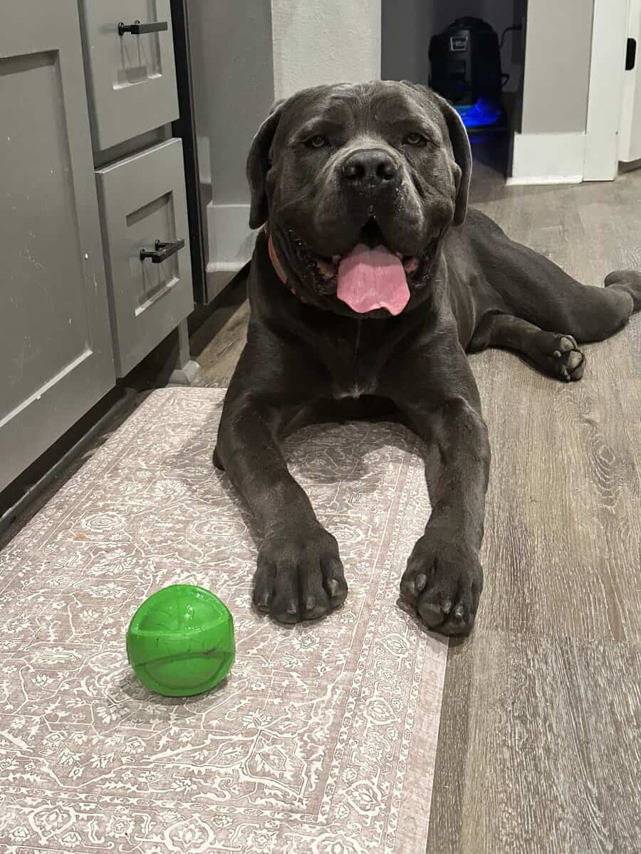 Upcoming litter (Cane Corso Catahoula) image 2