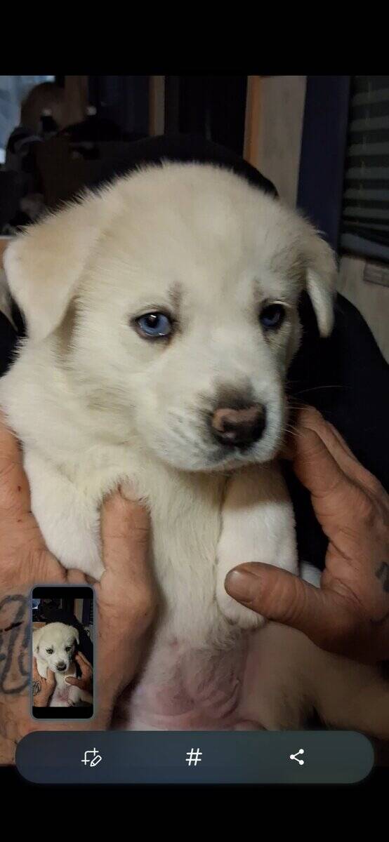 Great Pyrenees Husky mix image 8