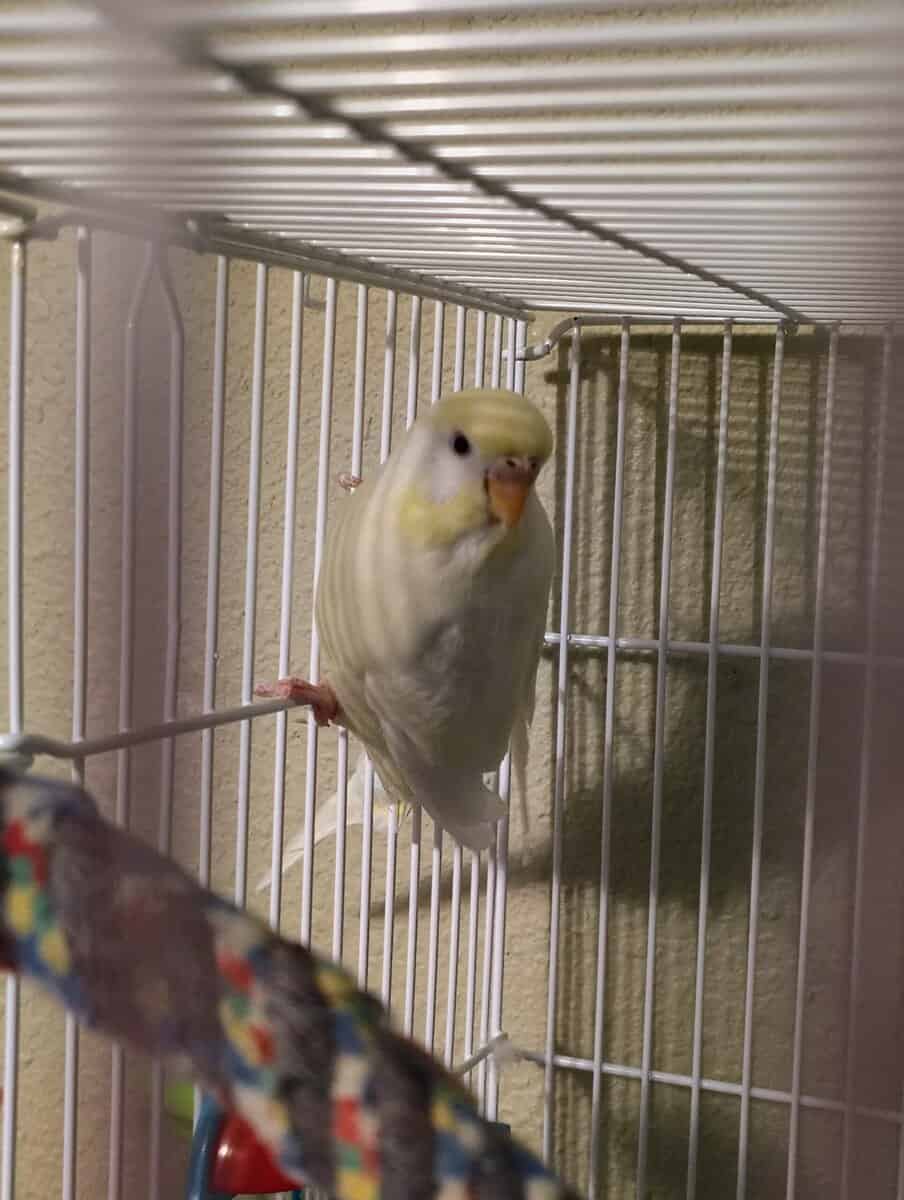 Male and Female Budgie Parakeets (Pair) image 2