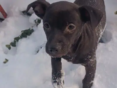 Chihuahua mix puppies for forever home