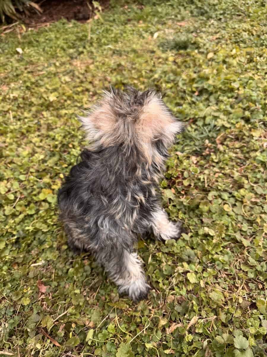 Miniature Schnauzer puppy image 3