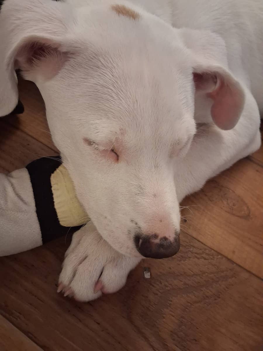 Pit mix image 2