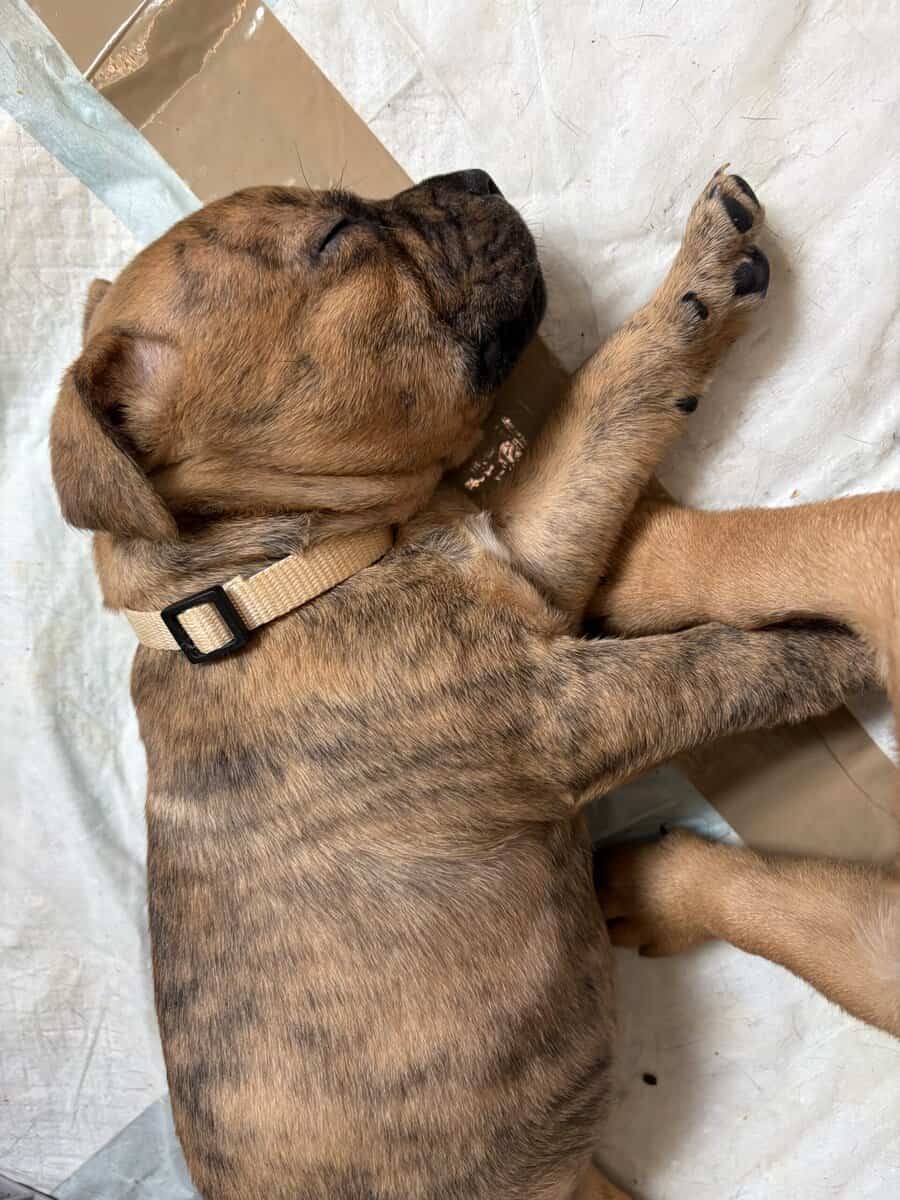 Olde English bulldog puppies image 6