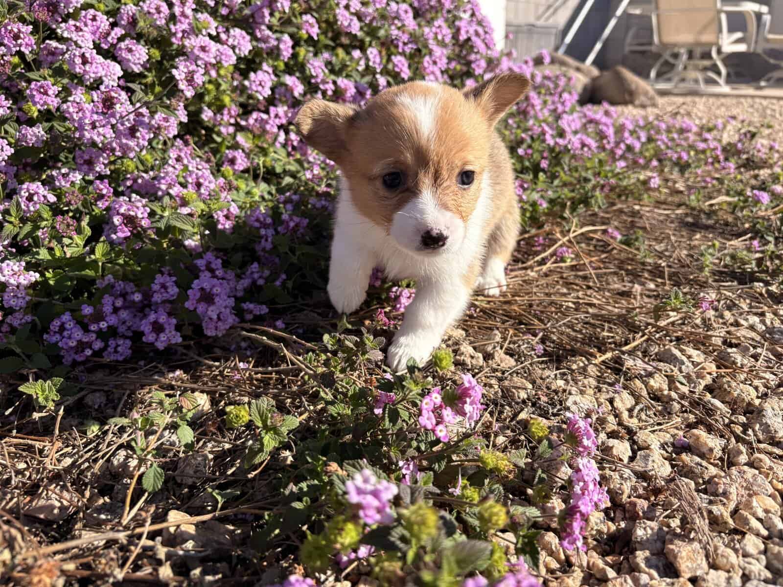 Purebred Pembroke Welsh Puppies image 3