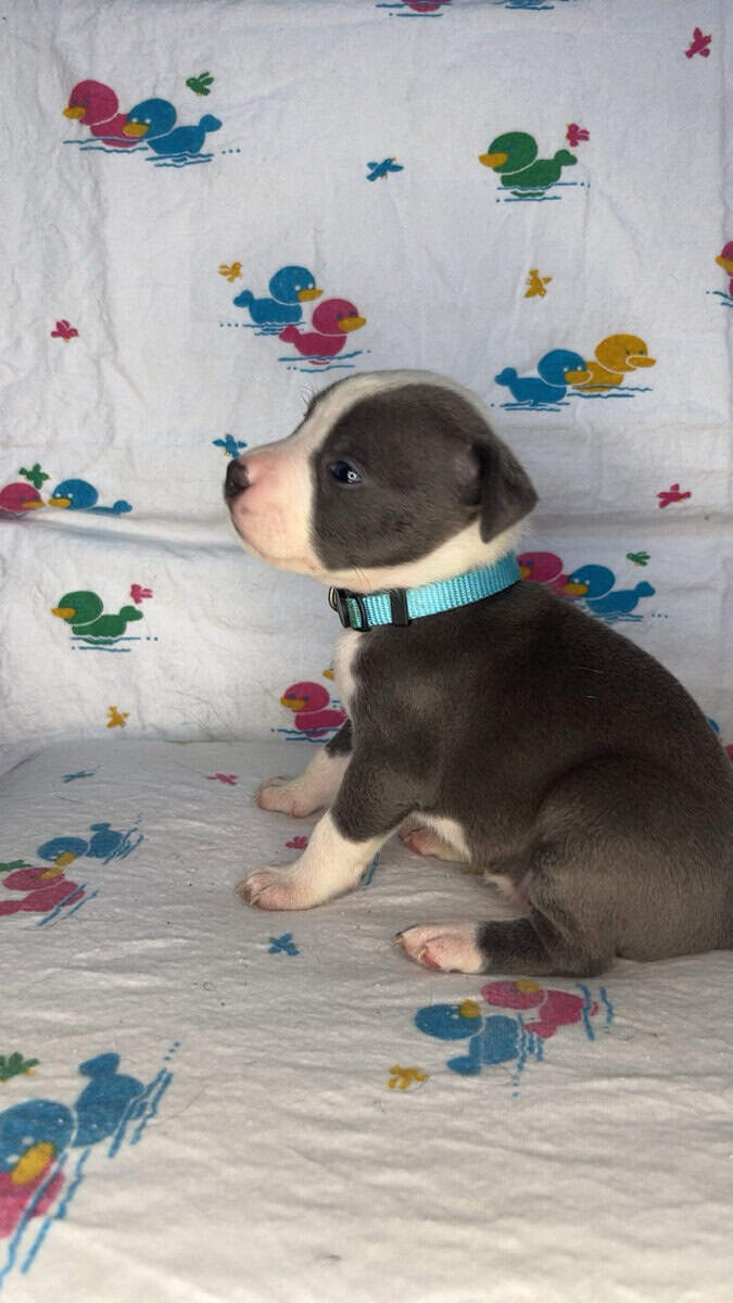 Pitt Bull Puppies image 2