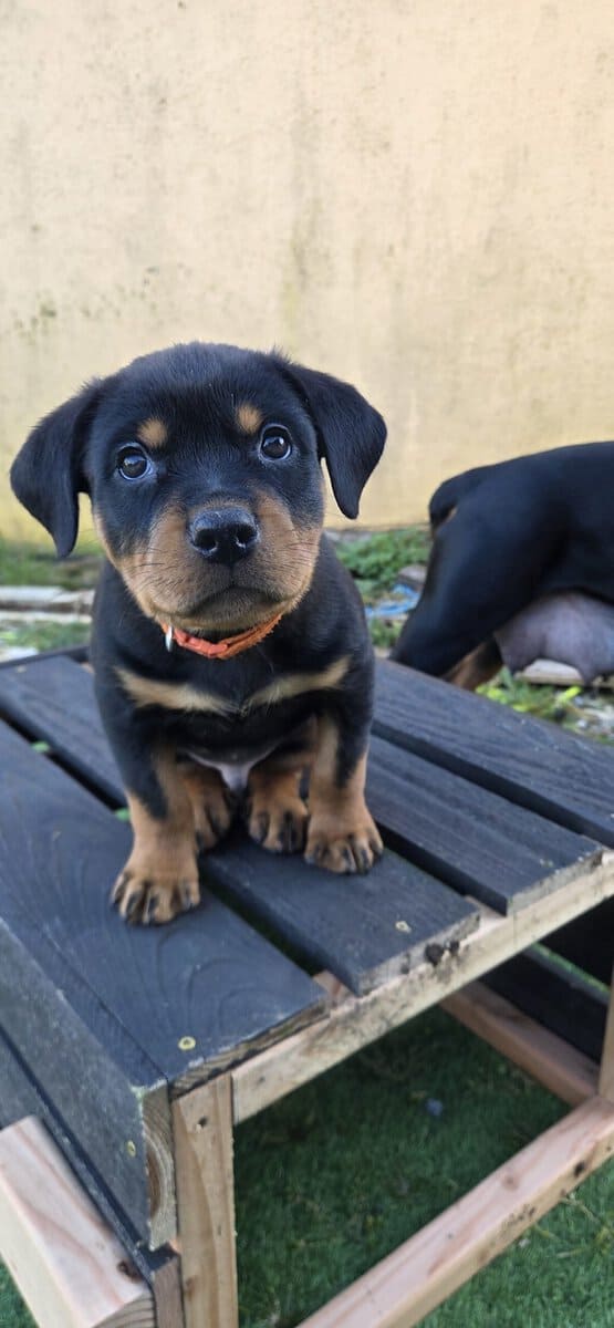 Rottweiler- Orange image 1
