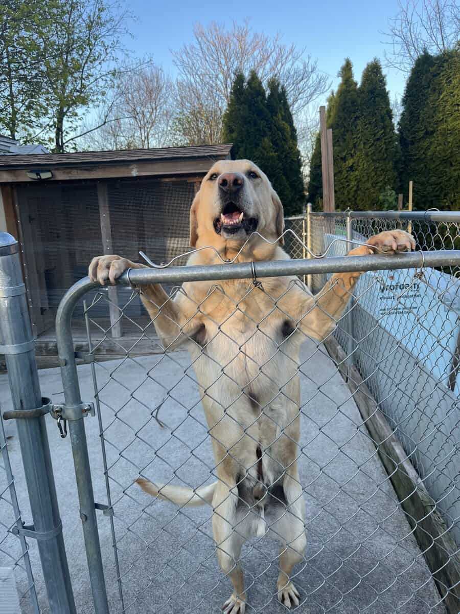 Dog for free image 5
