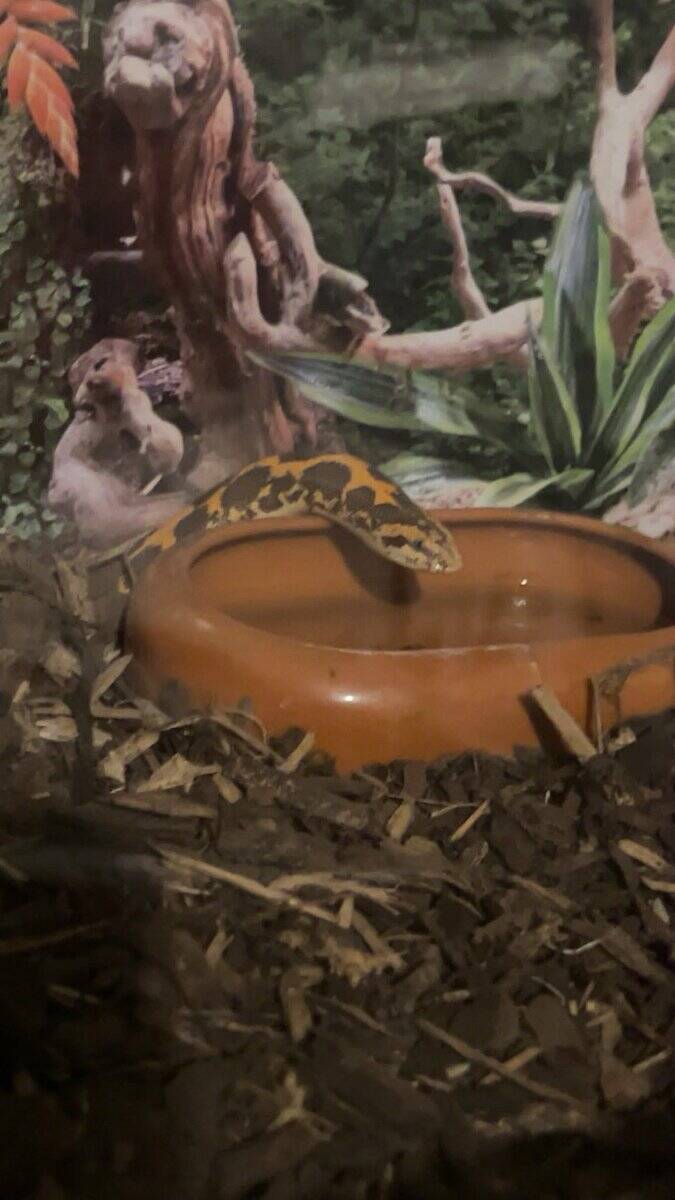 Tank and all setup and Dodoma sand boa image 2