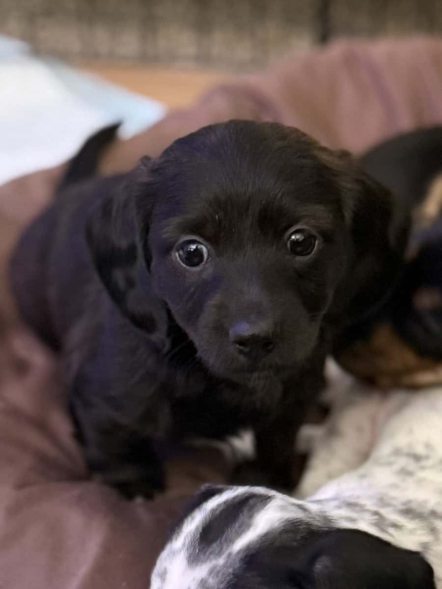 Mini dachshund puppies image 2