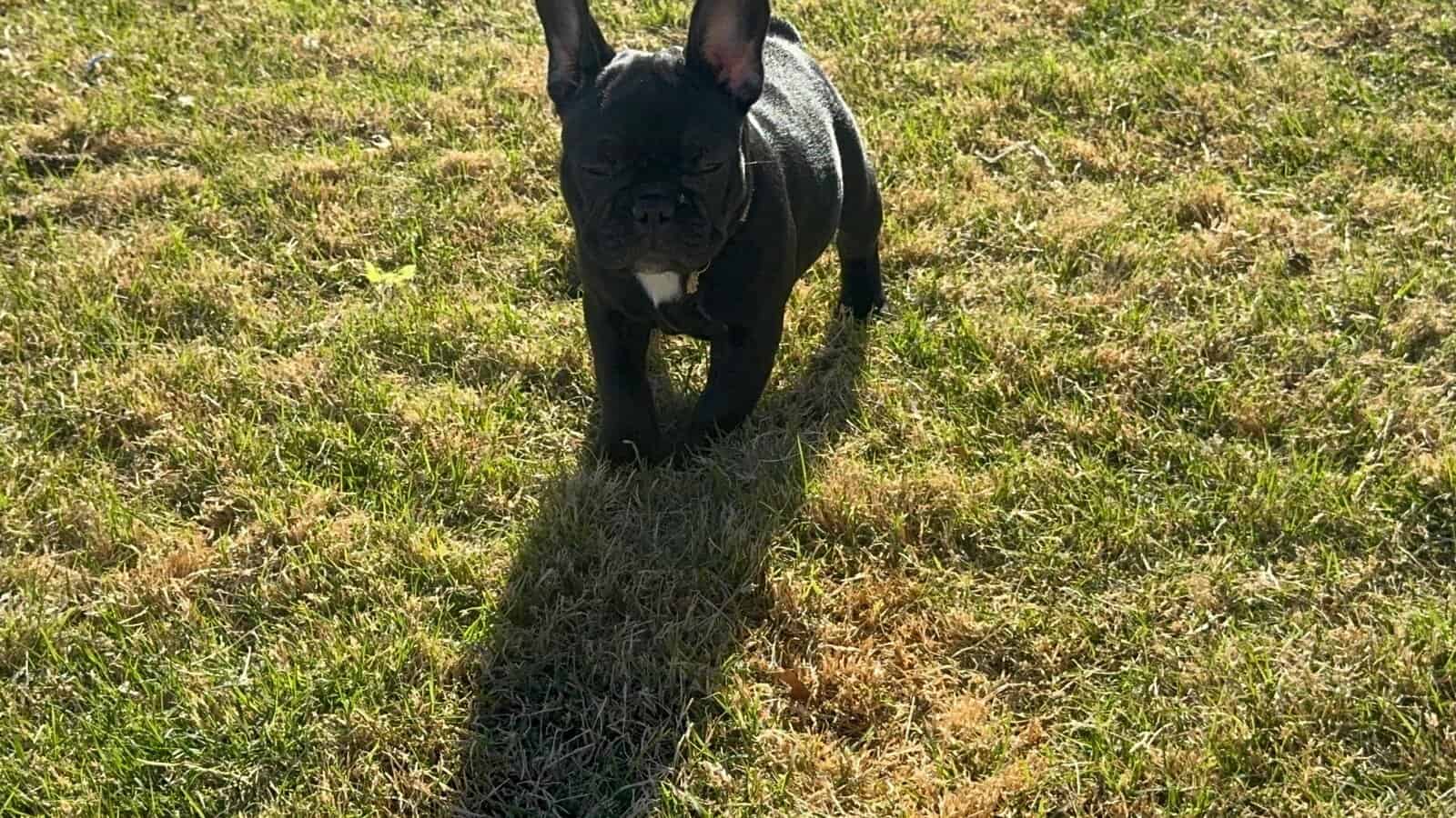 Rehoming my amazing French Bulldogs image 7