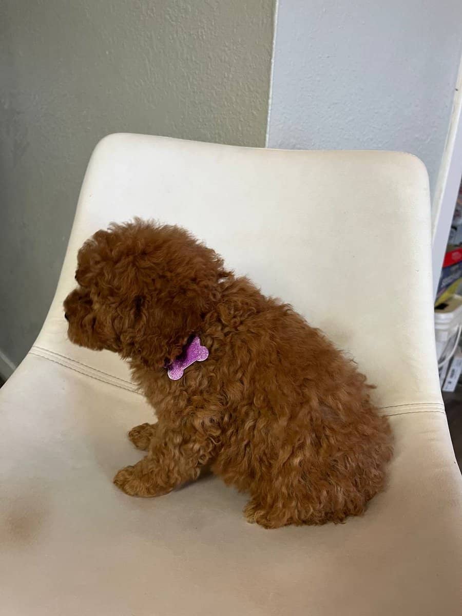F1B Goldendoodle puppies 9 weeks old image 3