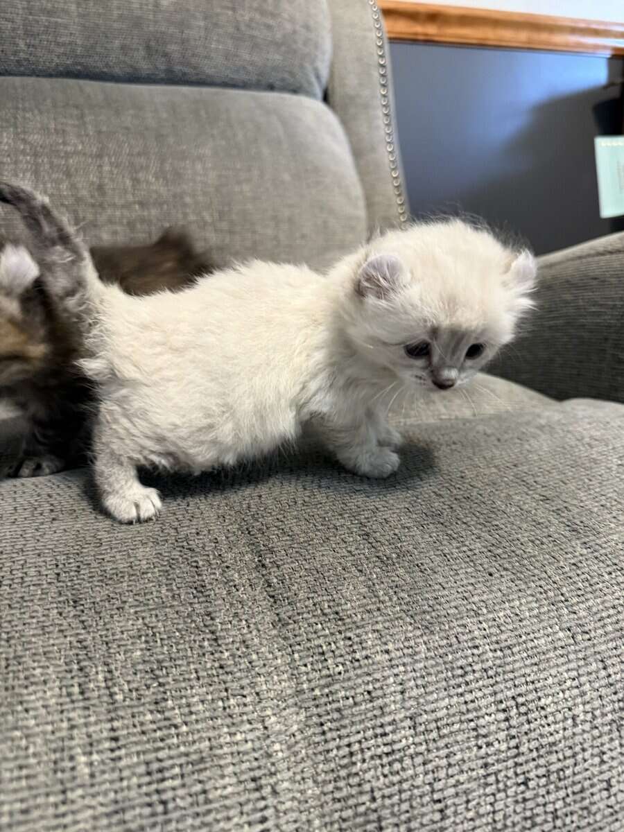 Highlander kittens image 6