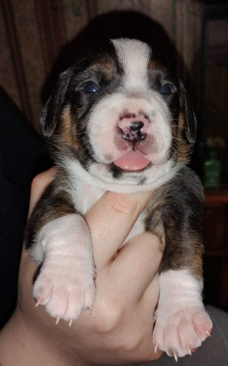 Pitt/Beagle mix puppies 150$ ready March 6 image 3