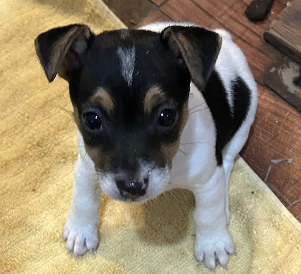 Registered Jack Russell Puppies image 2