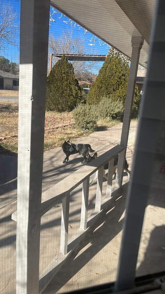 Male dog, 3yrs image 4