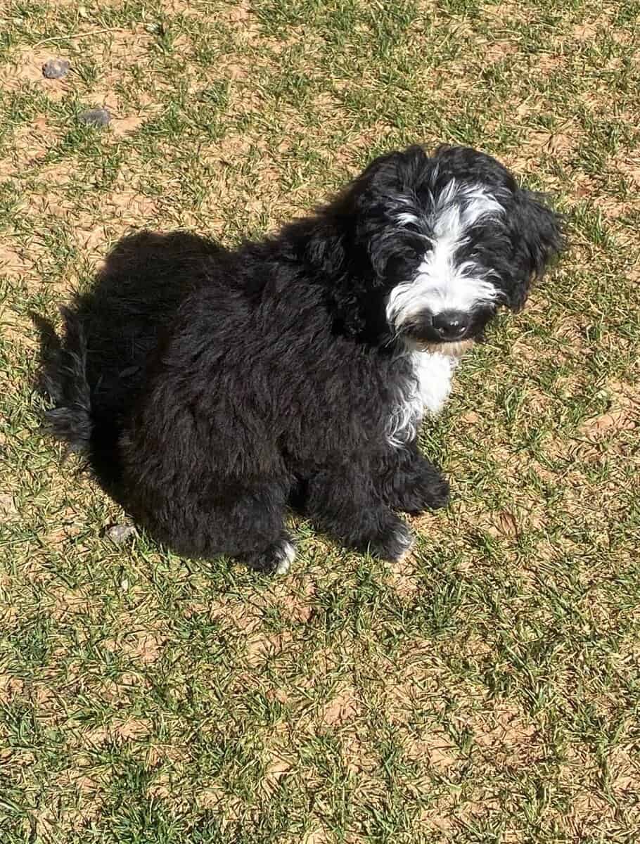 Mini Portidoodles image 11
