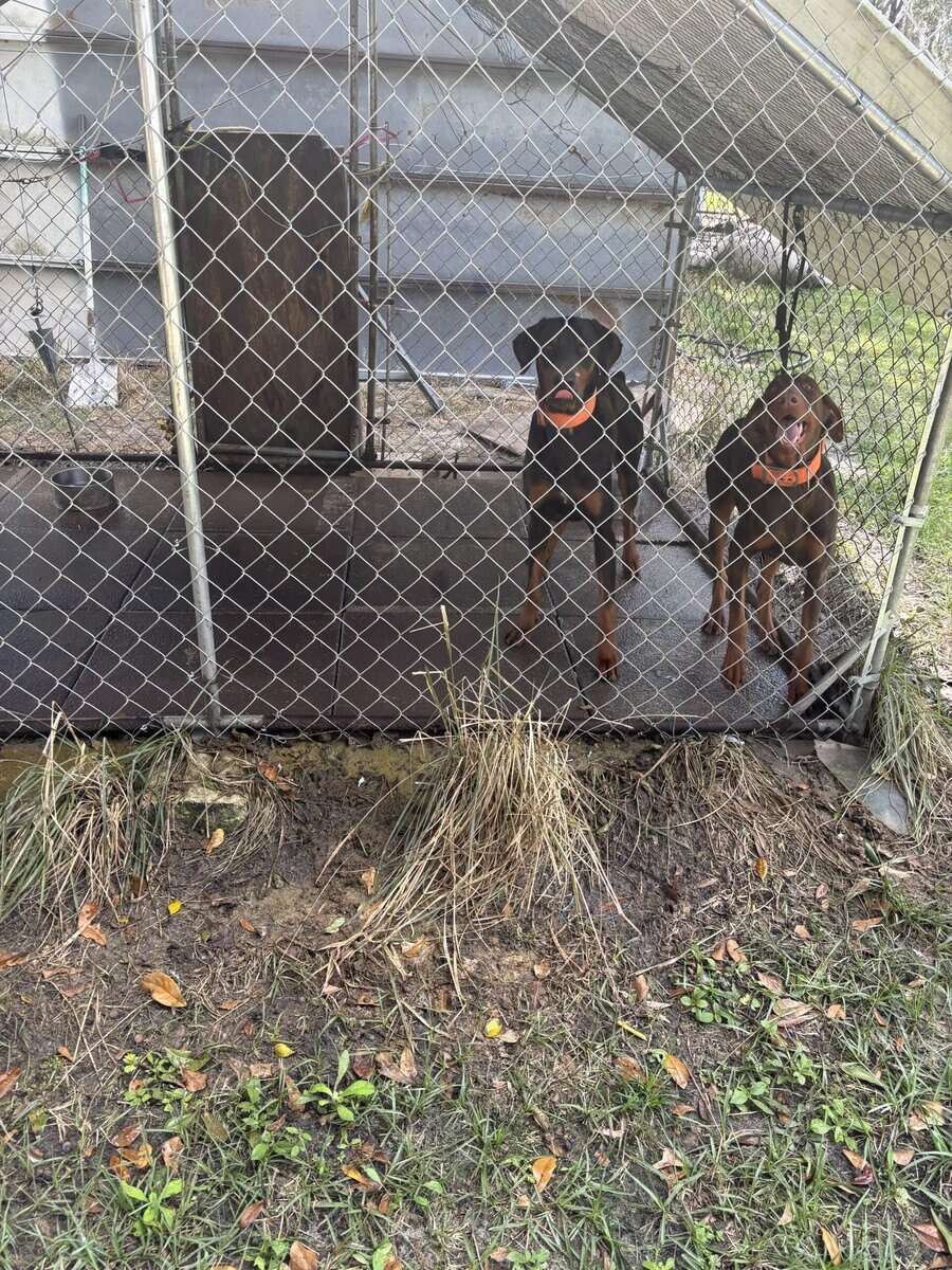 Rehoming Dobermann Male or Female or both image 1