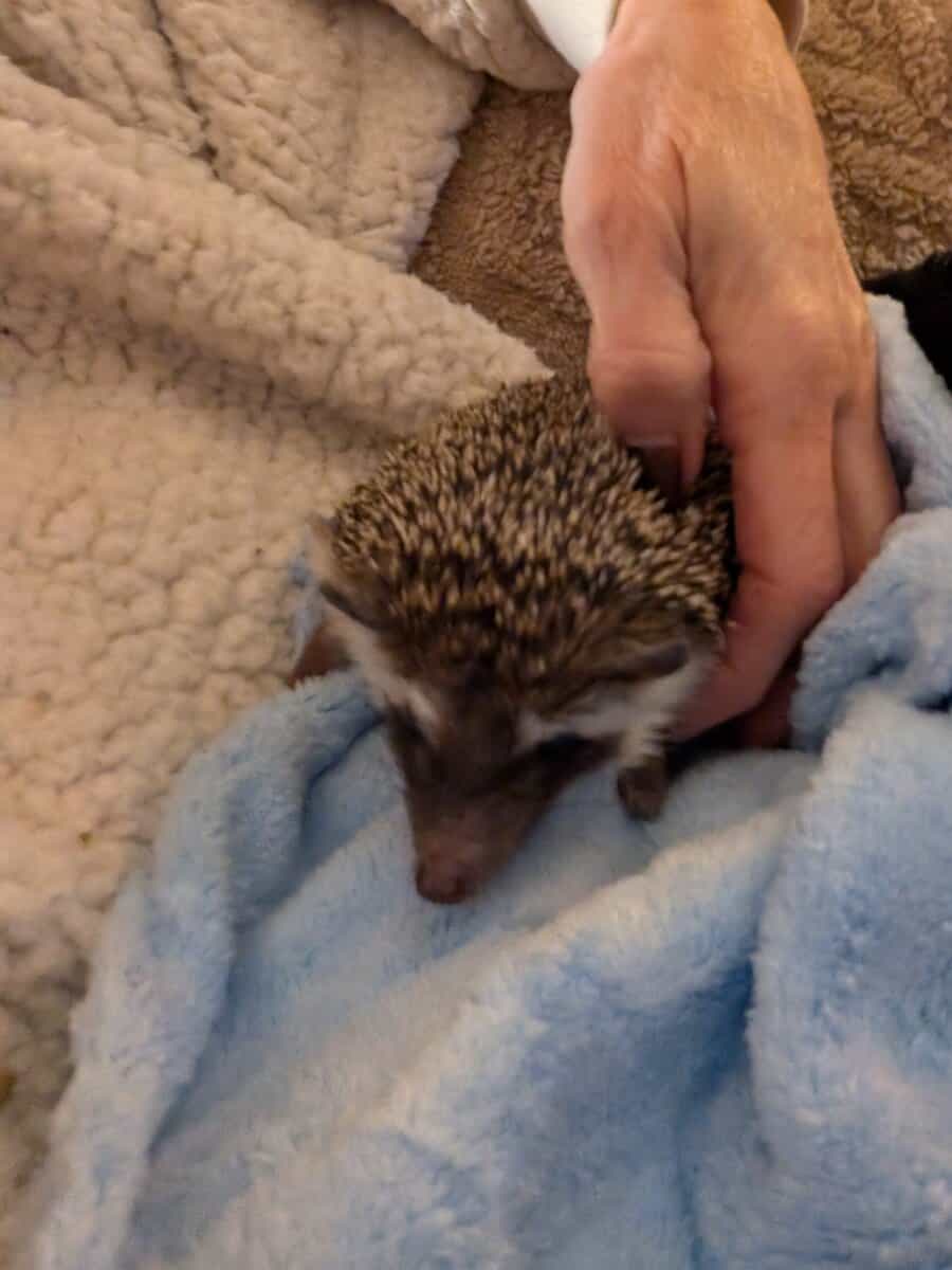 Hedgie needs forever home image 1