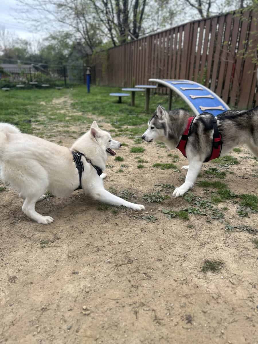 Energetic Siberian Husky looking for a new home image 1