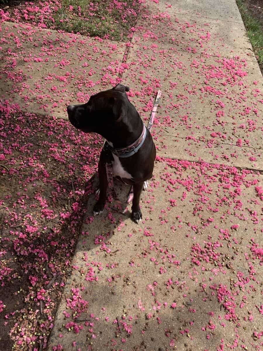 Beautiful , friendly, healthy dog image 2