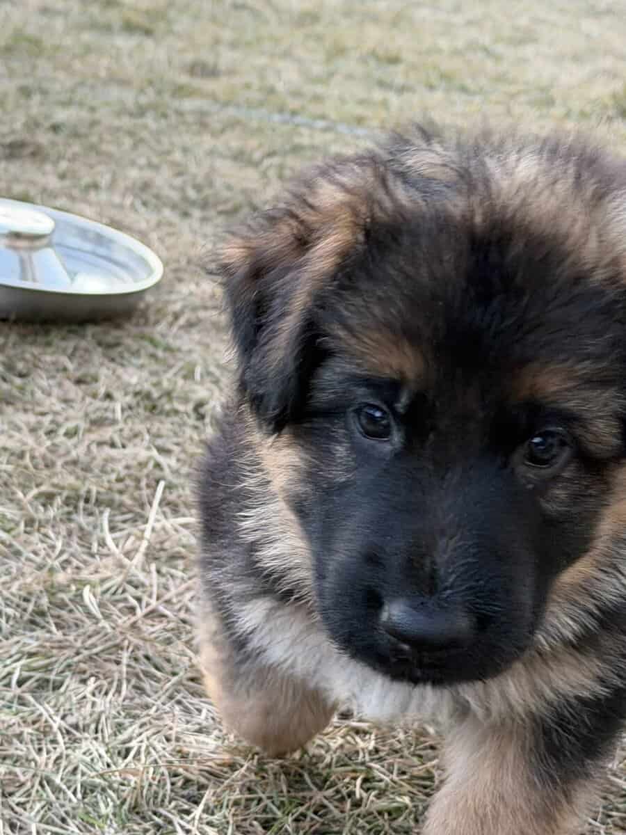 German shepherd puppies image 3