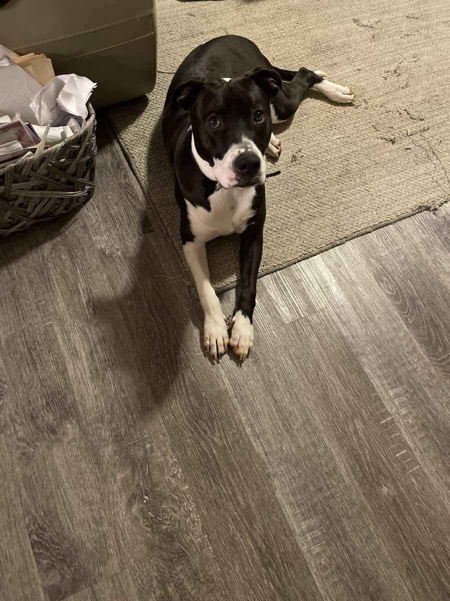 American Pit Bull Terrier image 5