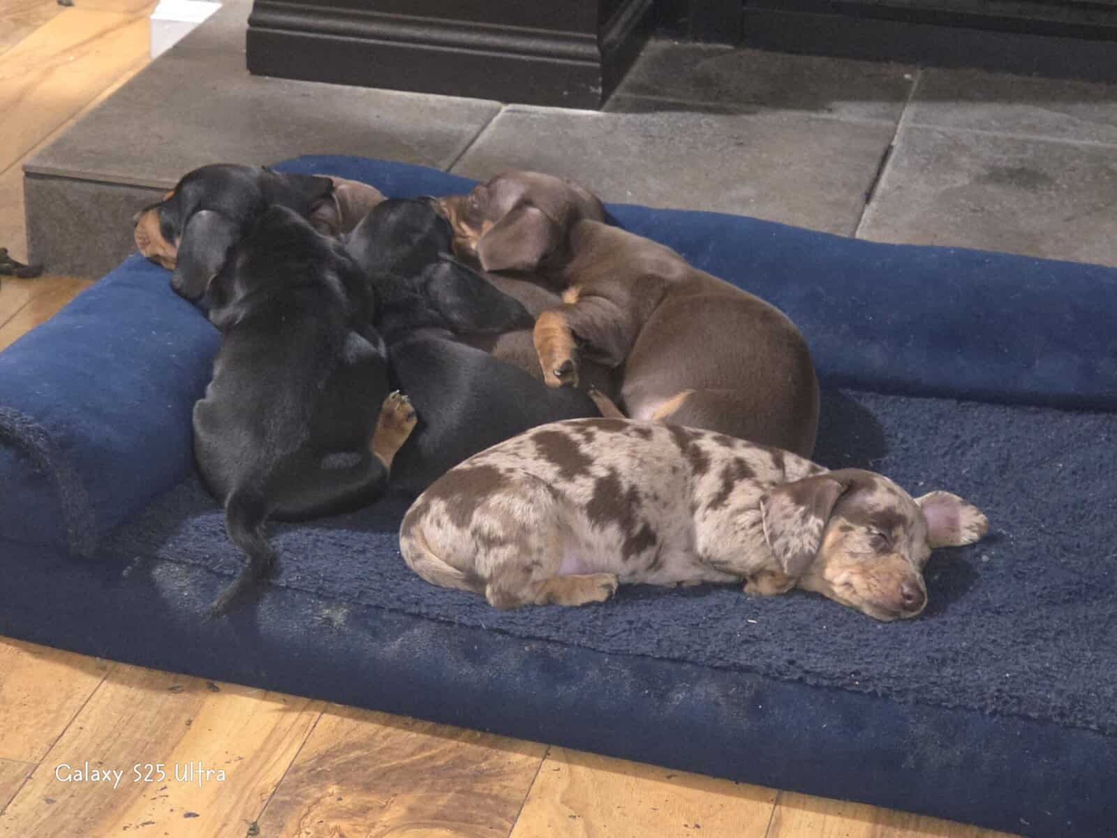 Chiweenie puppies image 6