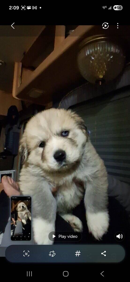 Great Pyrenees Husky mix image 6