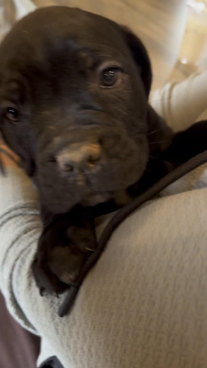 Cane Corso Puppies image 1