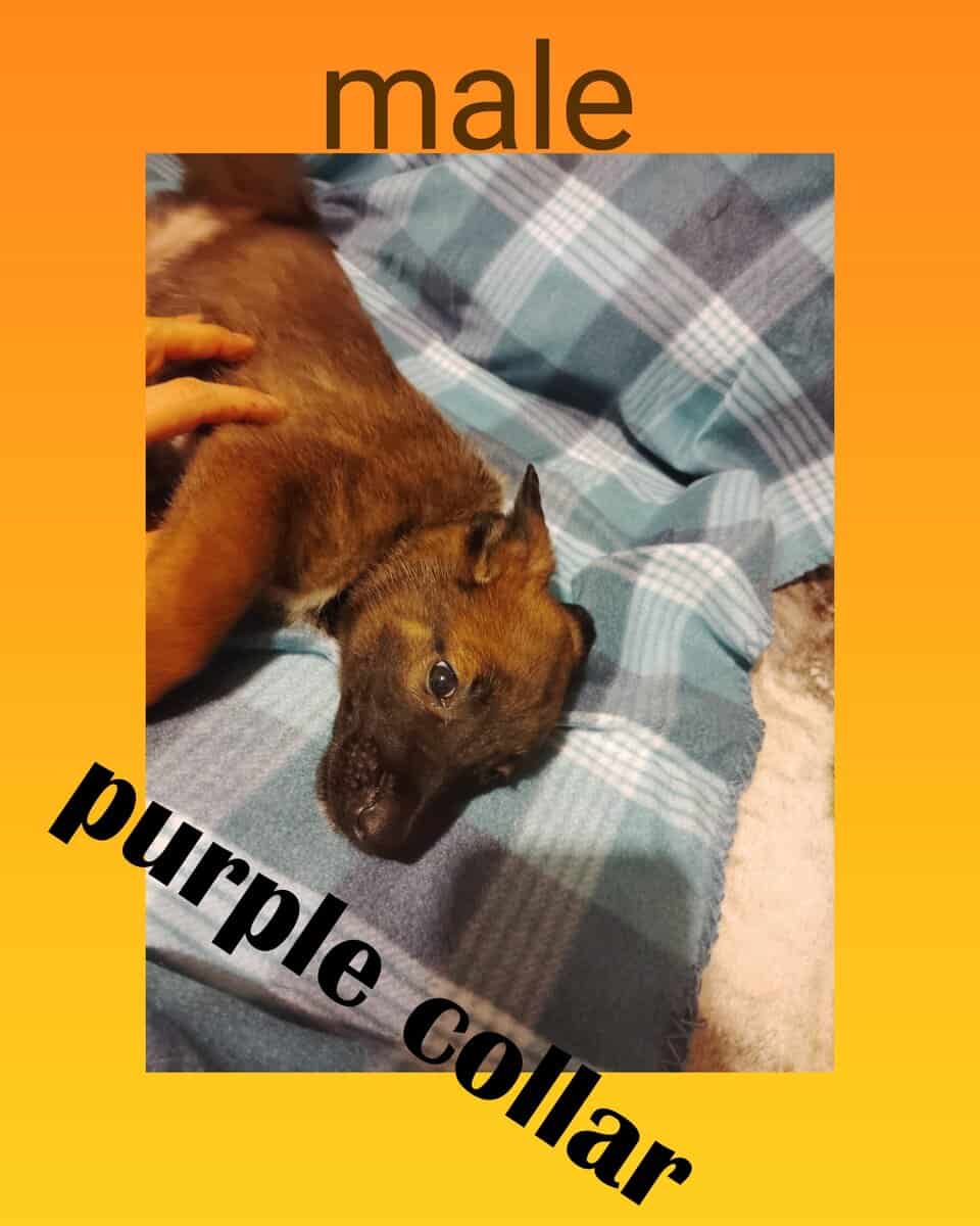 Belgian malinois image 5