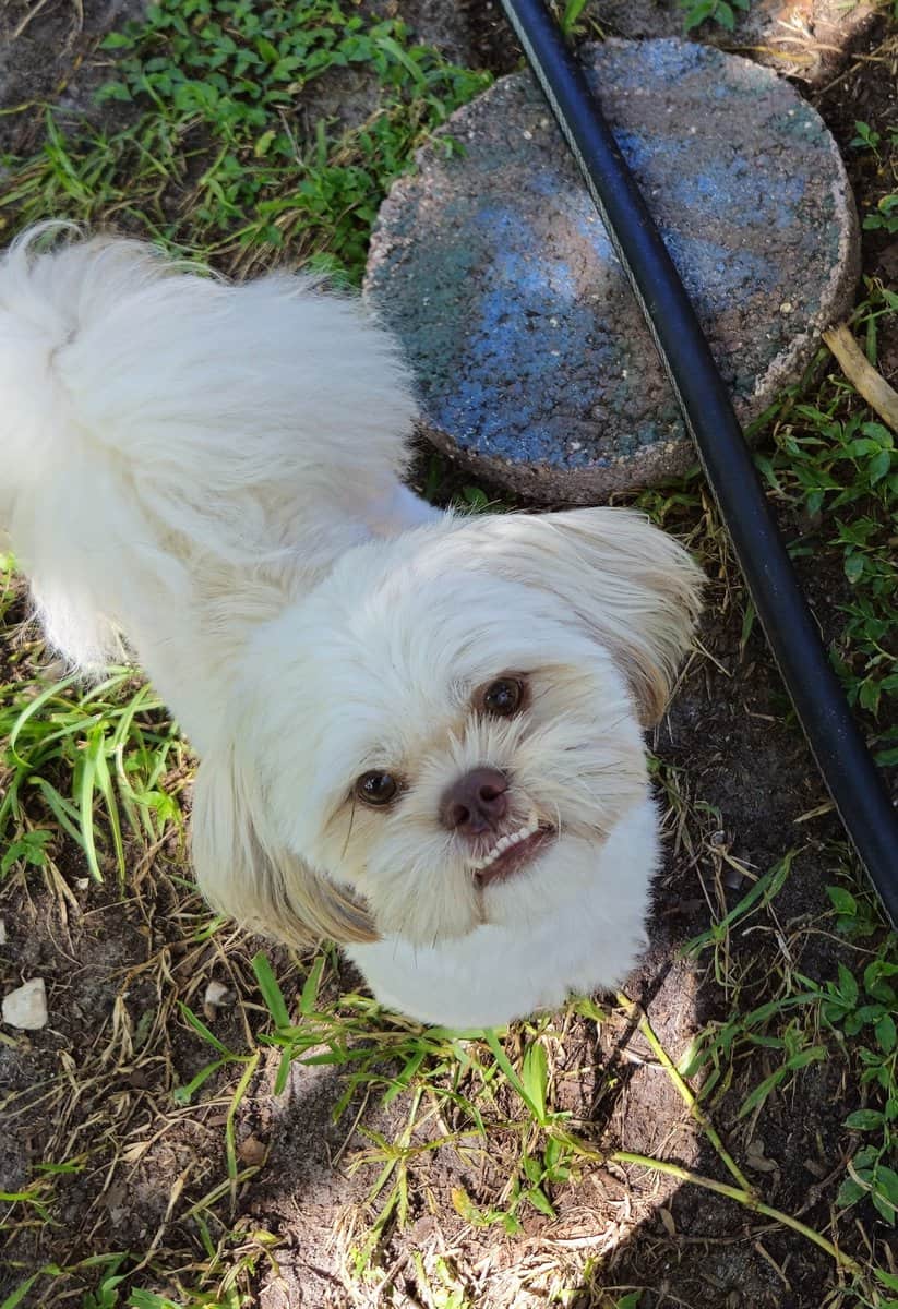 Purebred ckc males need a loving furever home! image 2
