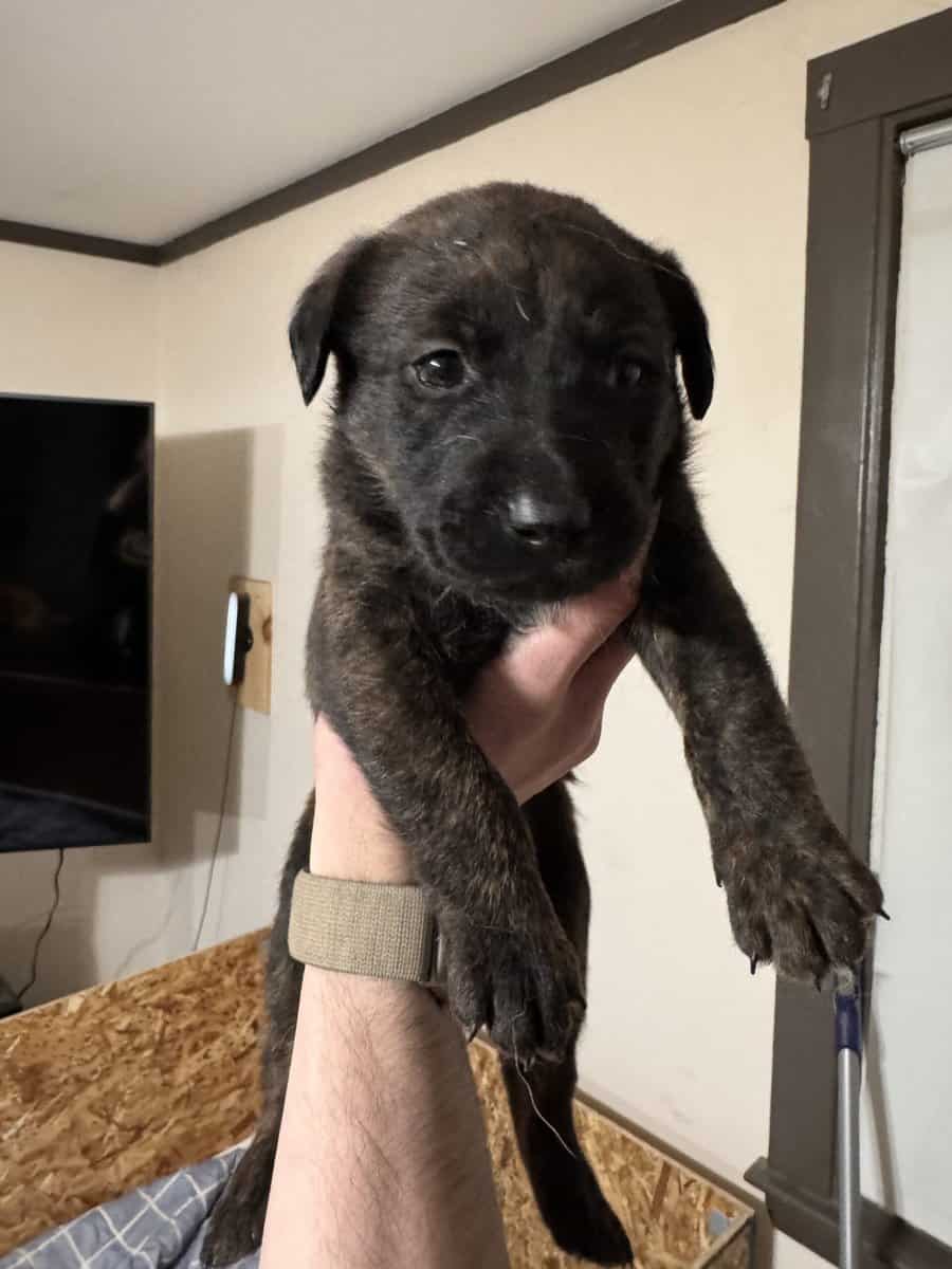 Doberman Pitbull Mix Puppies image 2