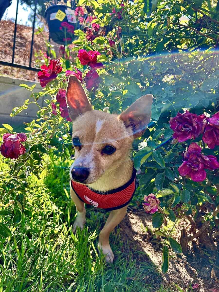 Free chihuahua image 2