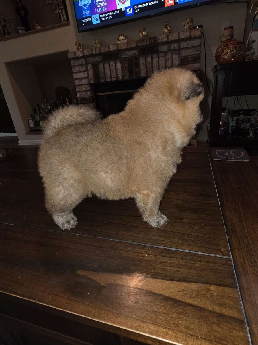 Chow chow puppies image 6
