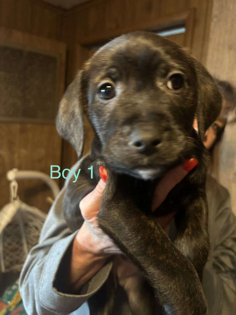 Lab Mix Boy Puppies image 1