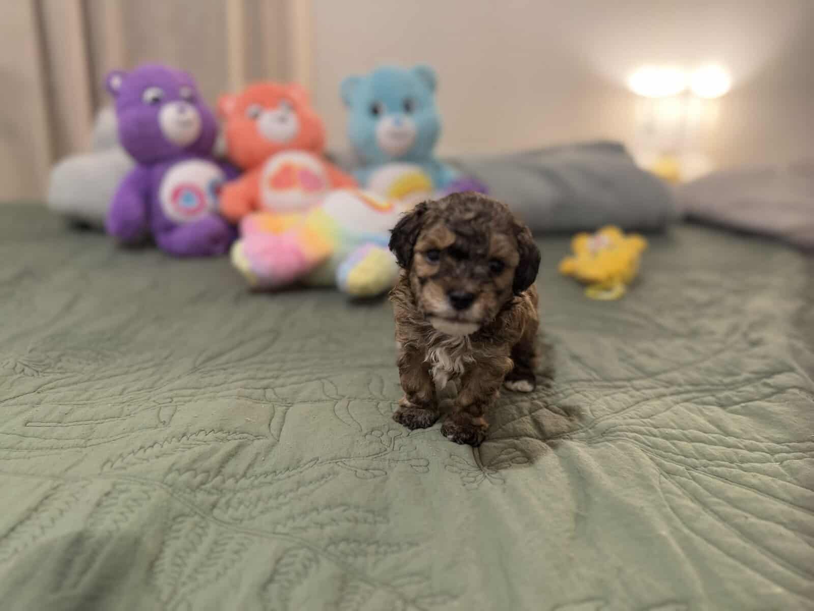 Toy poodles image 8