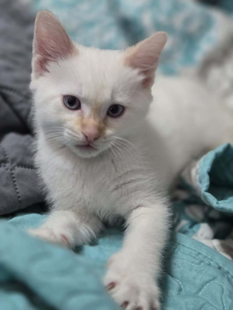 Male Flame point kitten- Newton, AL image 1
