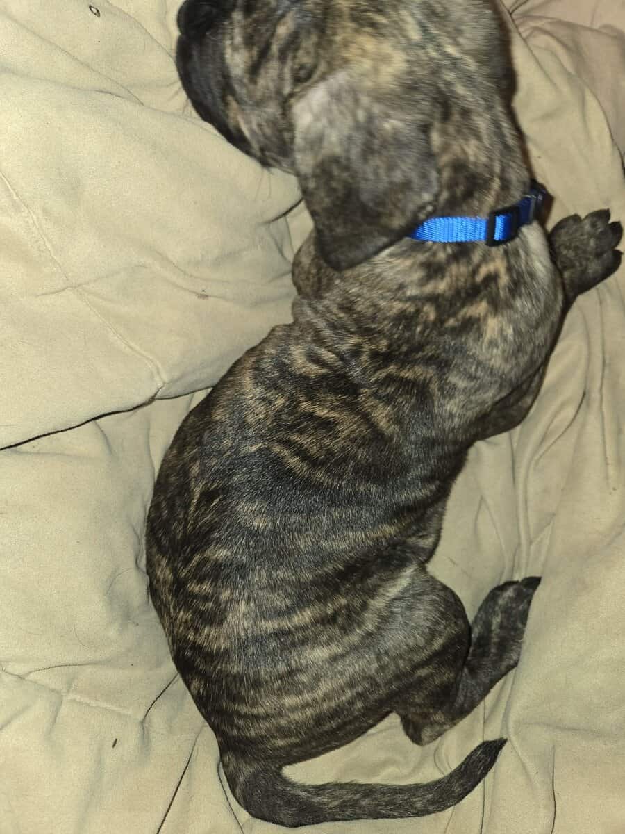 Presa Canario Cane Corso mix 8 weeks old image 19