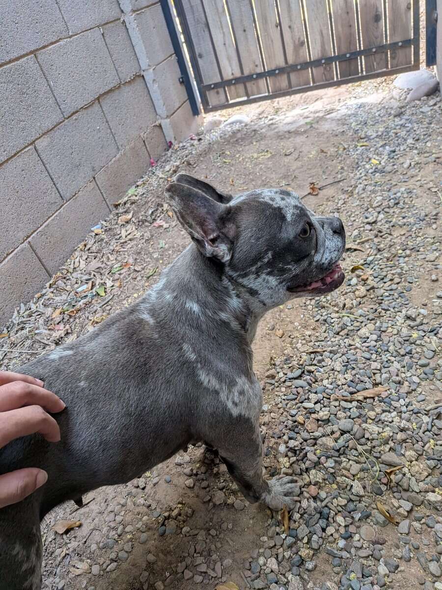 Female Frenchie - Sheila image 5