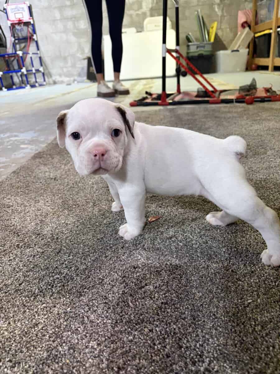Olde English bulldog puppies image 6