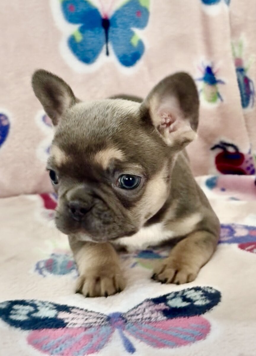 Female French bulldog image 6