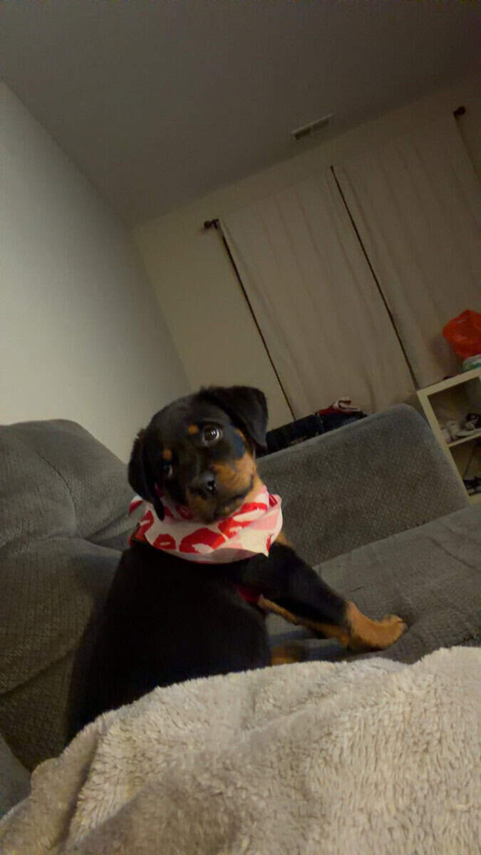 AKC Certified Pedigree Rottweiller image 3